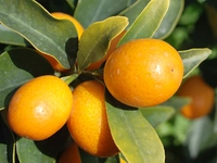 Küçük Portakal Türleri ve Özellikleri