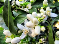 Portakal Çiçeği Özellikleri ve Faydaları Nelerdir?