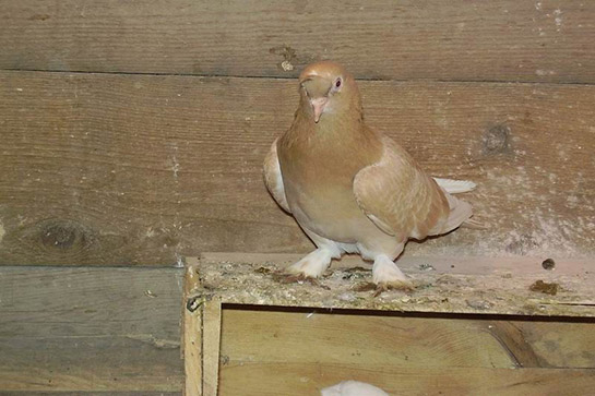 Güvercin Portakal Kullanımı ve Faydaları Nelerdir?