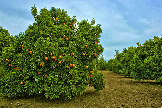Portakal Bahçesi