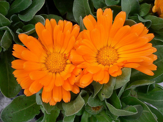 Portakal Nergisi Tarifi ve Malzemeleri